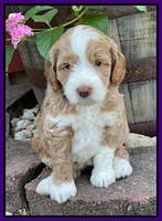 Ashby Bently pups 5 wks old 211