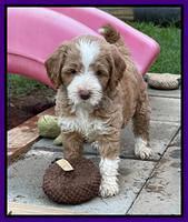 Ashby Bently pups 6 wks old 121