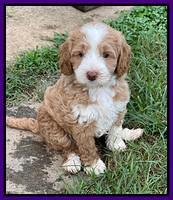 Ashby Bently pups 6 wks old 131