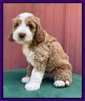 Ashby Bently pups 7 wks old 181