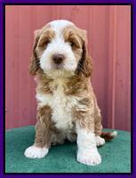 Ashby Bently pups 7 wks old 191