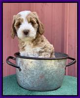 Ashby Bently pups 7 wks old 211