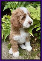 Ashby Bently pups 8 wks old 41