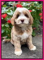 Proctor family Georgia: 8 week old weight: 6 lbs 5 oz