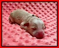Ashby Bently Newborn 91
