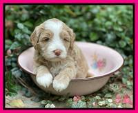 Ashby Bently pups 4 wks old 211