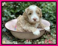 Ashby Bently pups 4 wks old 231