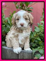 Ashby Bently pups 5 wks old 241