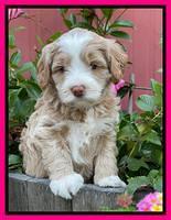 Ashby Bently pups 5 wks old 271