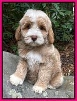 Ashby Bently pups 8 wks old 6100