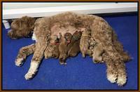 Ashby Grover pups newborn 330
