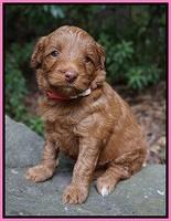 Ashby Grover pups 4 wks old 21