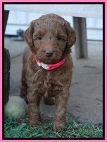 Ashby Grover pups 5 wks old 21
