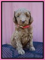 Ashby Grover pups 6 wks old 11