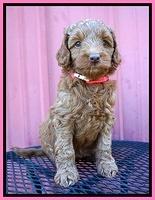 Ashby Grover pups 6 wks old 21