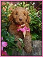 Ashby Grover pups 7 wks old 11