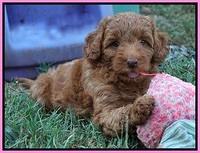Ashby Grover pups 7 wks old 21