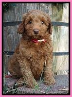 Ashby Grover pups 7 wks old 41