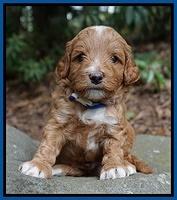 Ashby Grover pups 4 wks old 41