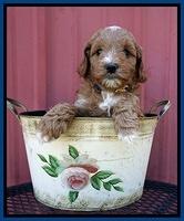 Ashby Grover pups 6 wks old 71