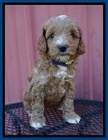 Ashby Grover pups 6 wks old 91