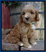 Ashby Grover pups 7 wks old 91