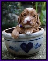 Ashby Grover pups 3 wks old 71