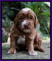 Ashby Grover pups 3 wks old 81