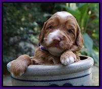 Ashby Grover pups 3 wks old 91