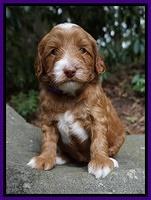 Ashby Grover pups 4 wks old 71