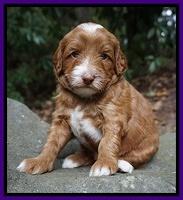 Ashby Grover pups 4 wks old 81