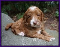 Ashby Grover pups 4 wks old 91