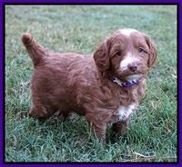 Ashby Grover pups 5 wks old 111