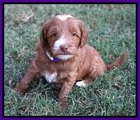 Ashby Grover pups 5 wks old 121