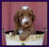 Ashby Grover pups 6 wks old 131