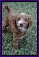 Ashby Grover pups 7 wks old 131