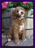 Ashby Grover pups 7 wks old 151