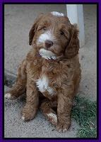 Ashby Grover pups 7 wks old 171