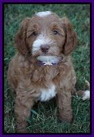 Ashby Grover pups 7 wks old 211
