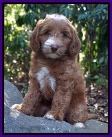 Ashby Grover pups 8 wks old 101