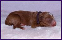 Ashby Grover pups newborn 61