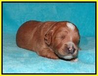 Ashby Grover pups 2 wks old 101