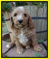 Ashby Grover pups 7 wks old 291