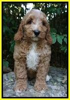 Ashby Grover pups 8 wks old 171