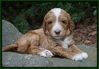Ashby Grover pups 4 wks old 211