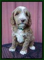 Ashby Grover pups 6 wks old 261
