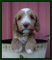 Ashby Grover pups 6 wks old 281