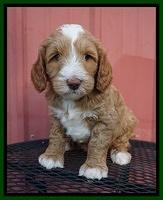 Ashby Grover pups 6 wks old 291