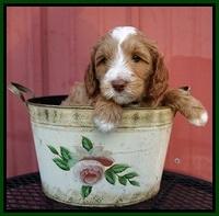 Ashby Grover pups 6 wks old 301