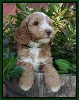 Ashby Grover pups 7 wks old 311
